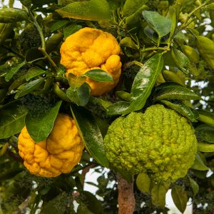 Citrus x junos 'Oni Yuzu'