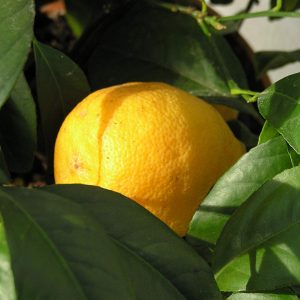Citrus x jambhiri 'Otaheite'