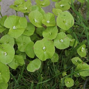 Claytonia perfoliata (P9)