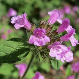Clinopodium vulgare (zaden)