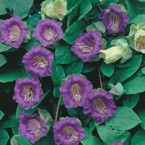 Cobaea scandens (zaden)