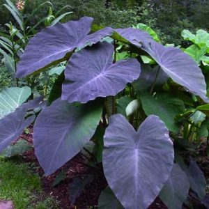 Colocasia esc. 'Black Magic'