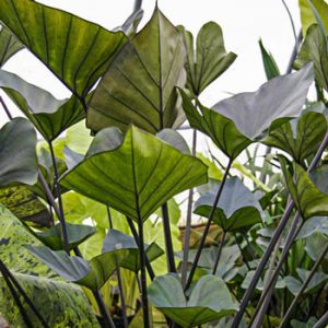 Colocasia esc. 'Tea Cup'