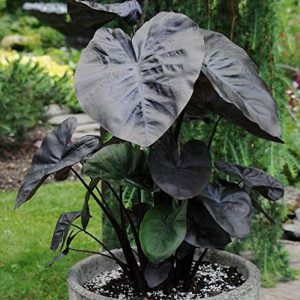 Colocasia esc. 'Kona Coffee'