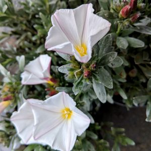 Convolvulus creonum