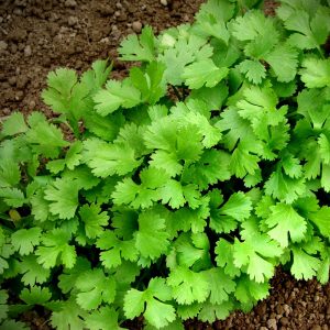 Coriandrum sativum