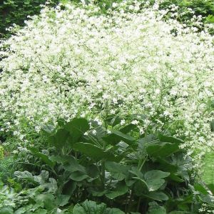 Crambe cordifolia