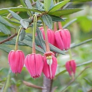 Crinodendron hookerianum