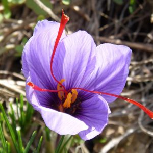 Crocus sativus