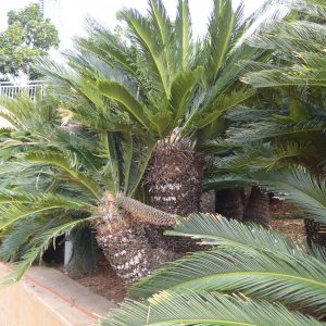 Cycas revoluta (P9)