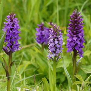 Dactylorhiza majalis praetermissa