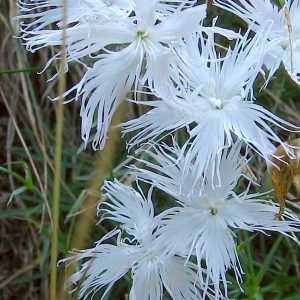 Dianthus speculifolius (P9)