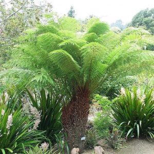 Dicksonia antartica