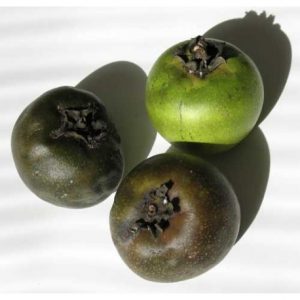 Diospyros digyna