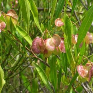 Dodonaea viscosa