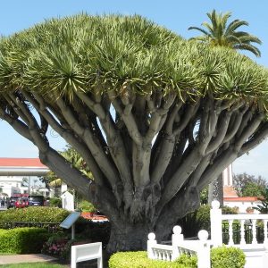 Dracaena draco