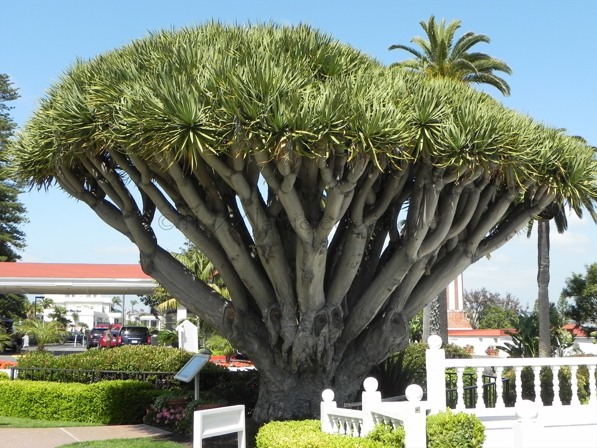 Dracaena draco