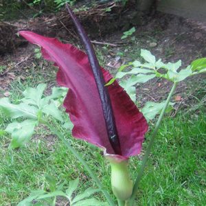 Dracunculus vulgaris (bol)