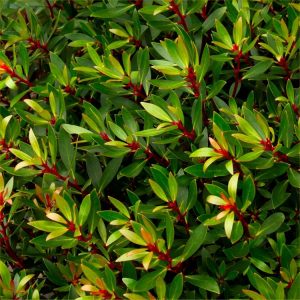 Drimys lanceolata (P17)
