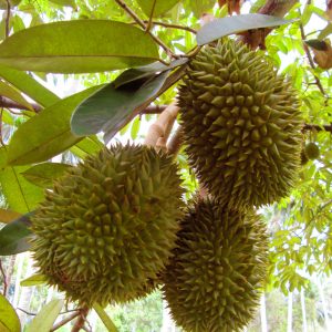 Durio zibethinus (1 zaad)