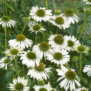 Echinacea purpurea alba (P9)