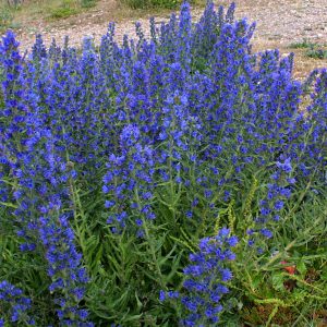 Echium vulgare (zaden)