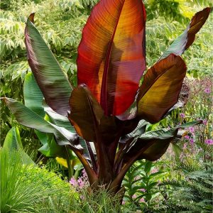 Ensete ventricosum 'Maurelli'