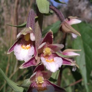 Epipactis palustis (P9)