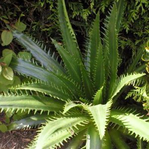 Eryngium agavifolium