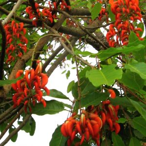 Erythrina falcata
