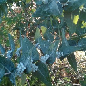 Eucalyptus crenulata (p11)