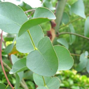 Eucalyptus globolus (p11)