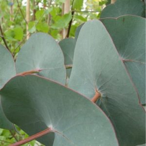Eucalyptus perriniana (p11)