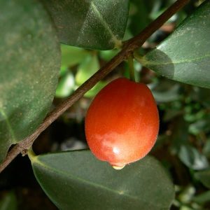 Eugenia reinwardtiana