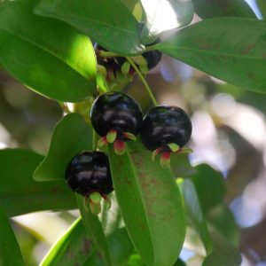 Eugenia brasiliensis (p9)