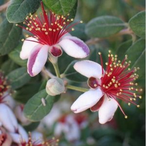 Feijoa sellowiana 'Triumph'