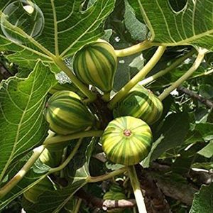 Ficus carica 'Panache'
