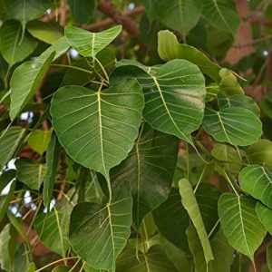 Ficus religiosa