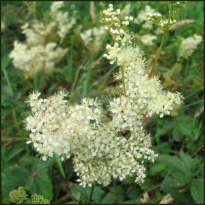 Filipendula ulmaria