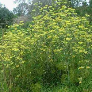 Foeniculum vulgare