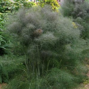Foeniculum vulgare purpureum