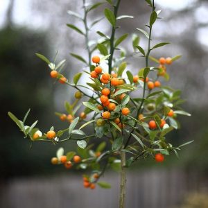 Citrus japonica 'Hong Kong'