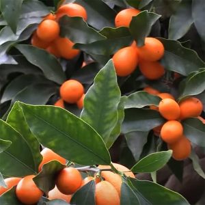 Citrus japonica 'Fukushu'