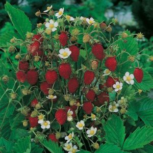 Fragaria vesca (zaden)