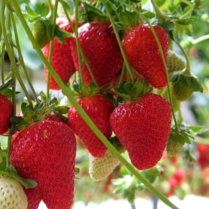 Fragaria x an. 'Mariguette'