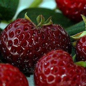 Fragaria 'Frau Mieze Schindler'