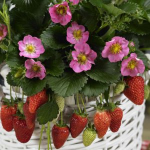 Fragaria x an. 'Toscana'