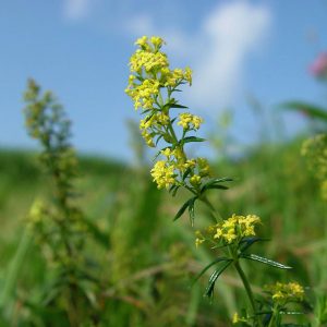 Galium verum (zaden)
