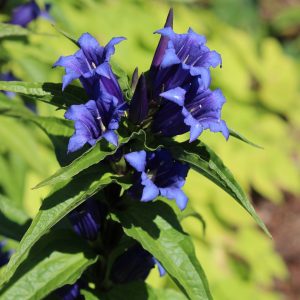Gentiana asclepiadea (P9)