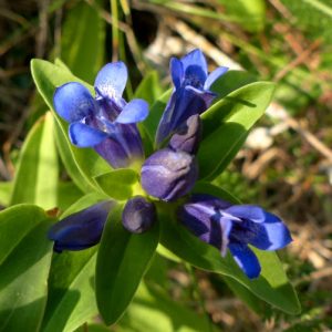 Gentiana cruciata (P9)